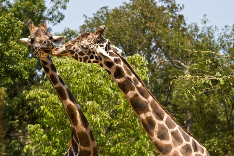 two giraffes reaching their necks to eat leaves from a tree