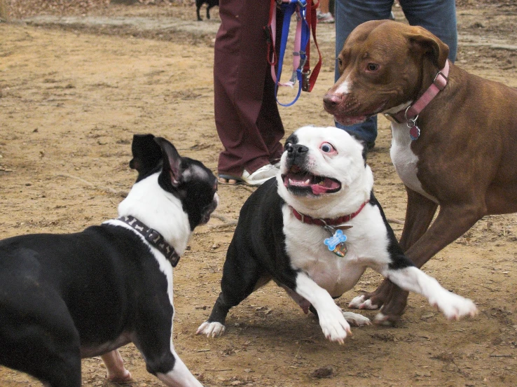 three dogs playing with each other while some people watch