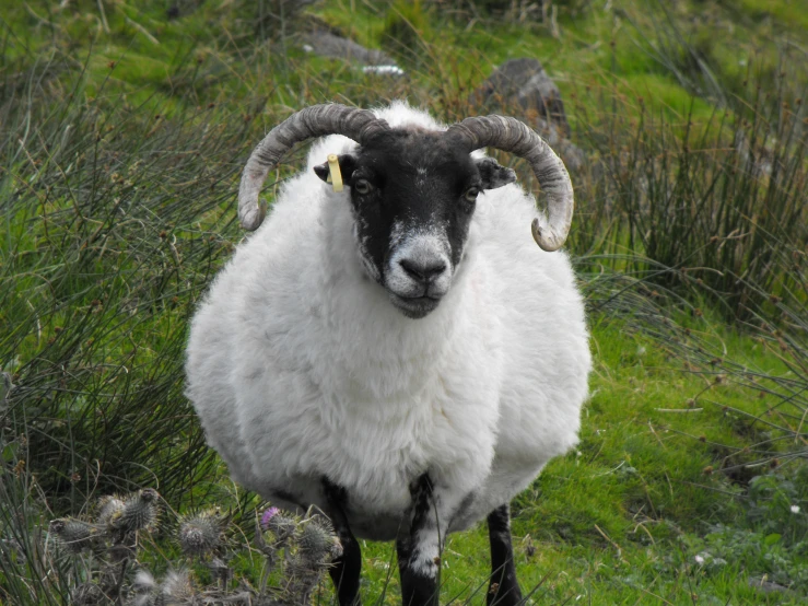 a white ram with black and white horn stands in a field