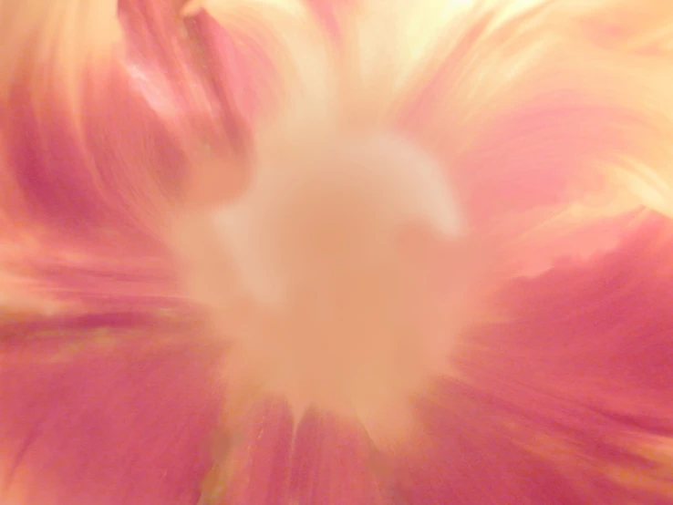 close up of large flower in bloom, with blurred background