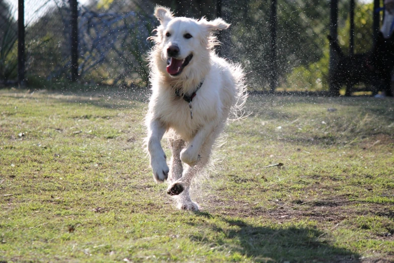 a white dog is running and playing with water