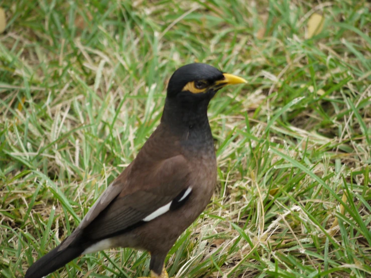 a small bird with yellow around its eyes and a long tail