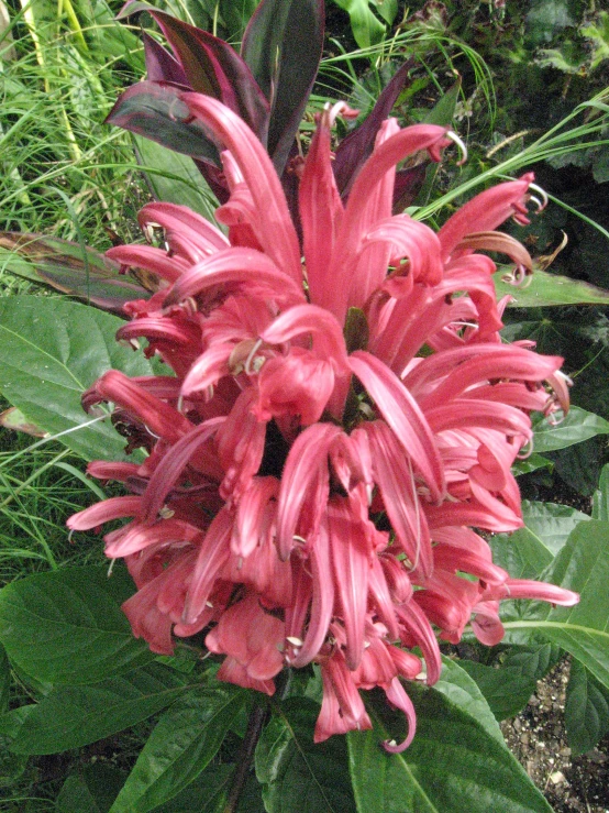 large pink flowers growing from a lush green jungle