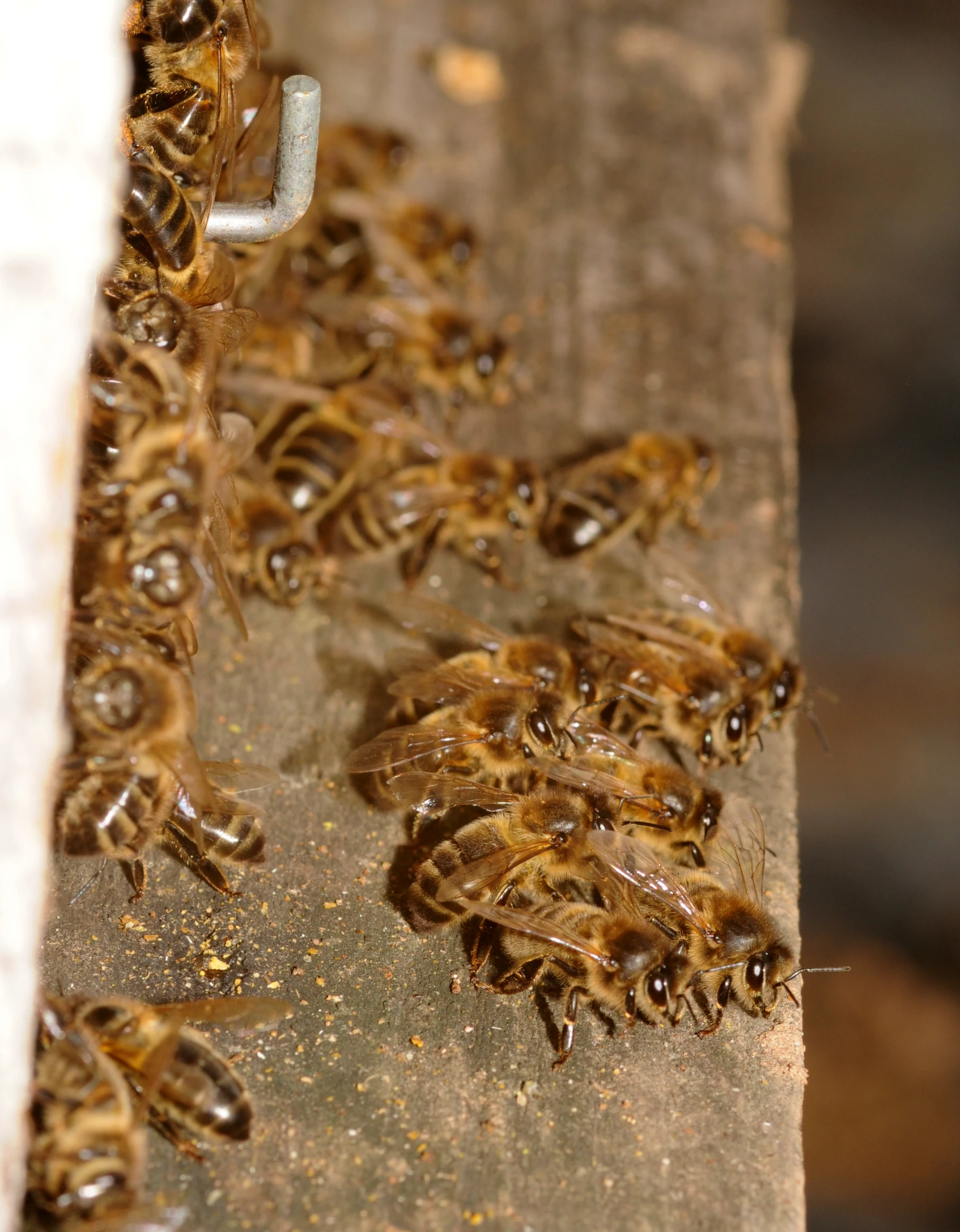 close up of some kind of group of bees