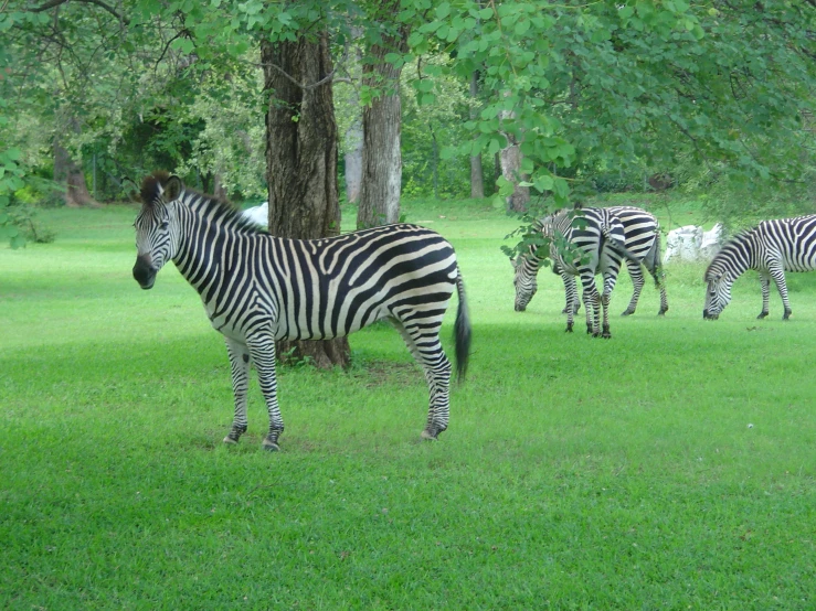 the zes are grazing on the grass next to the trees