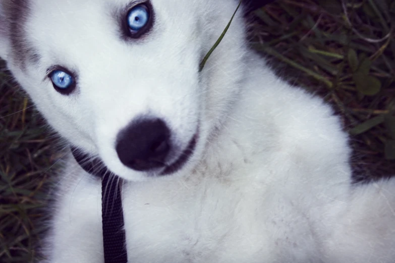 the husky is wearing a leash on a grassy field