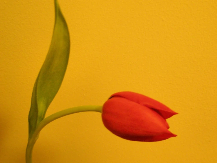 a red flower sits on top of a yellow vase