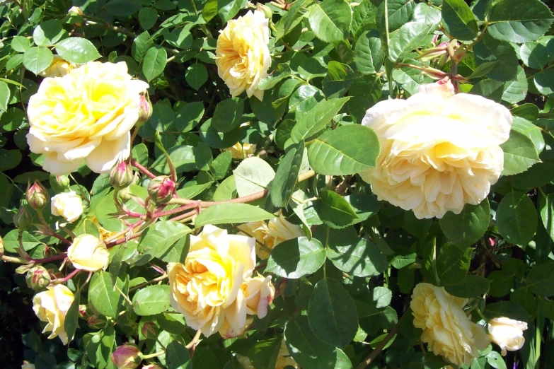 several flowers with green leaves on a bush