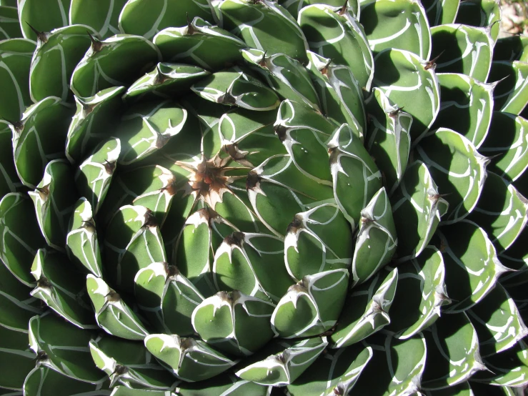 a close up of a plant with very large leaves