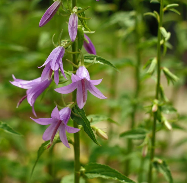 several purple flowers blooming on top of a tall green plant