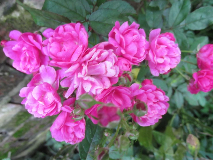 a group of pink flowers with green leaves