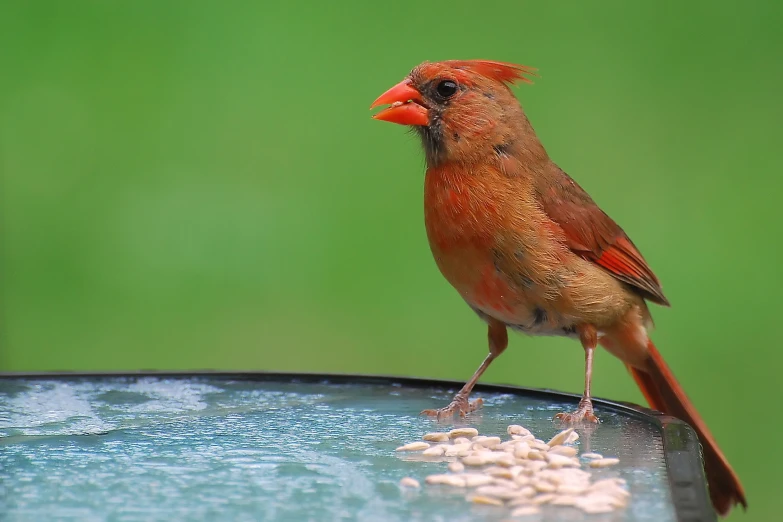 a red bird perched on top of a bird bath