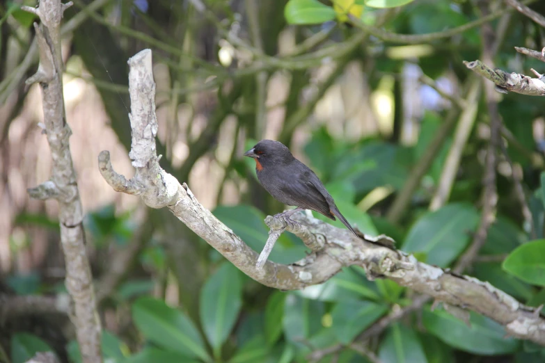 a bird perched on a nch in front of trees