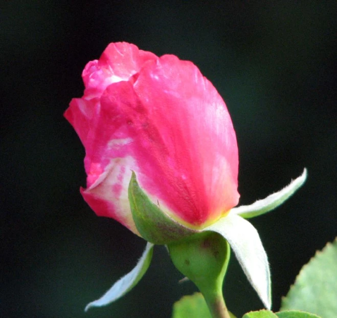 a flower that is pink and white with green leaves