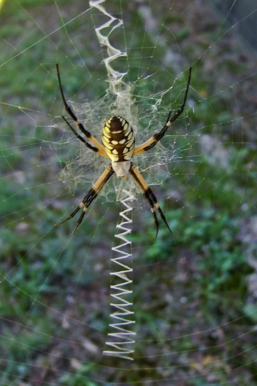 a close up view of a large yellow and black spider