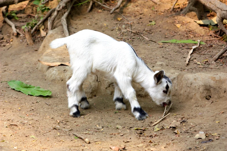 a small white baby goat is picking up hay