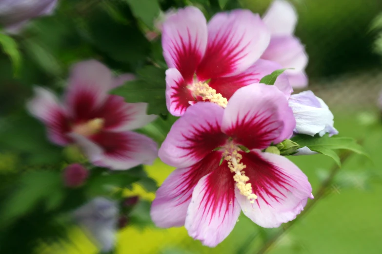 pink and white flower buds on a green stem