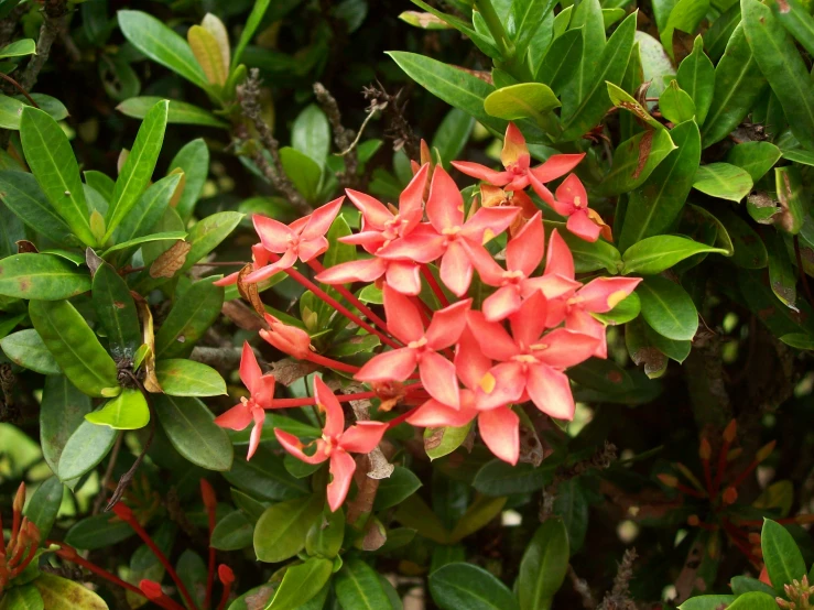 this is a picture of red flowers on top of green bushes