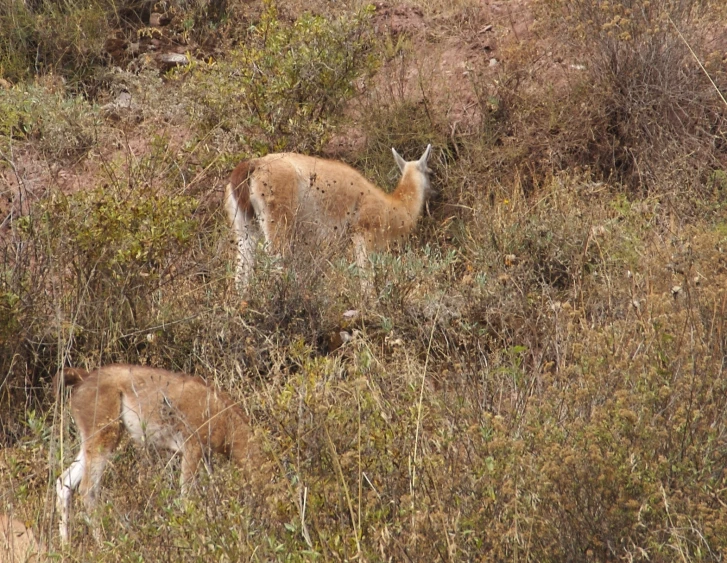 llamas in grass with weeds in wild setting