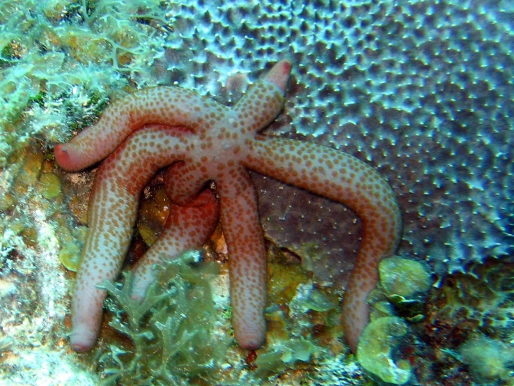 an octo hiding under a coral in a reef