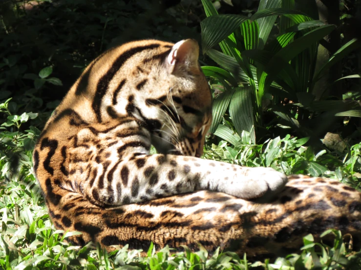 a tiger is relaxing in the sun in its enclosure