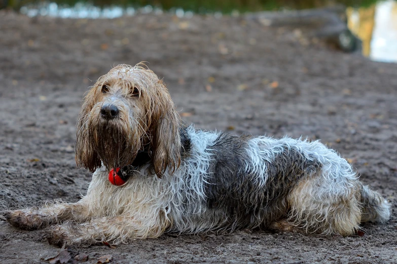 a wet dog sitting in the mud looking at the camera