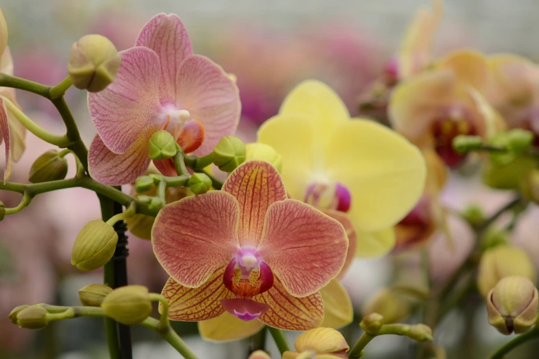 a number of orchid plants that are close to one another