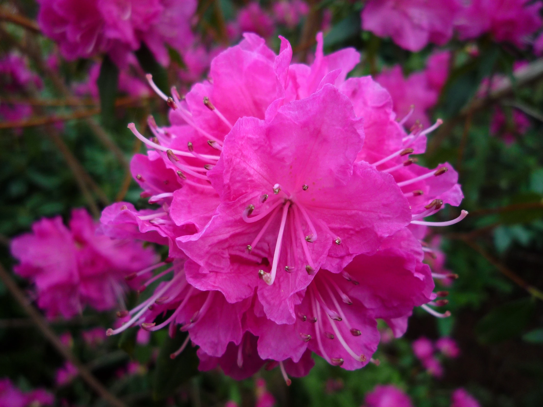 purple flowers are blooming all over the land