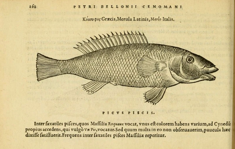 an image of an image of a fish in a book
