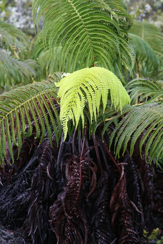 a plant with several small green leaves