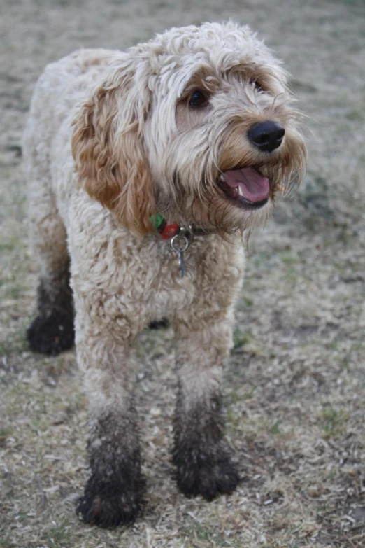 a close up of a dog on the grass