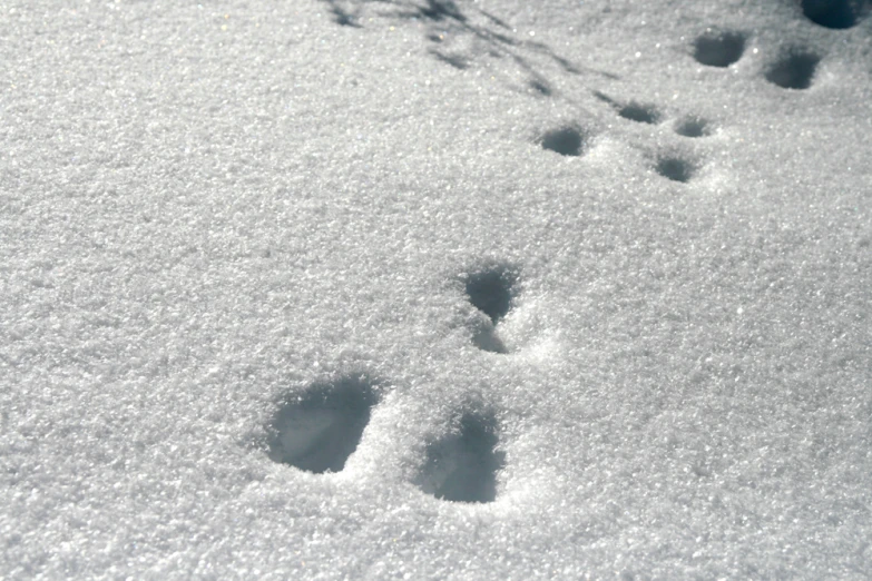 two small footprints in the snow near grass