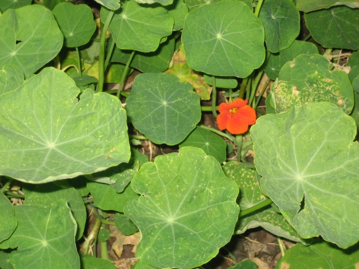 red flower with large leaves at the center