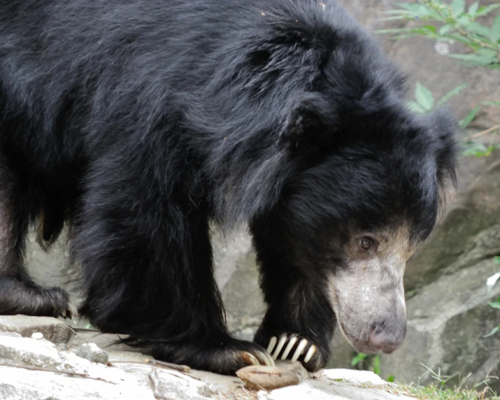 a large black bear with a small animal in its hand