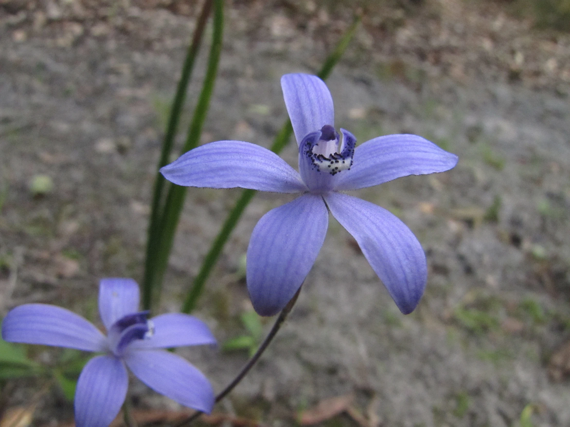 a purple flower blooming in an open grassy area