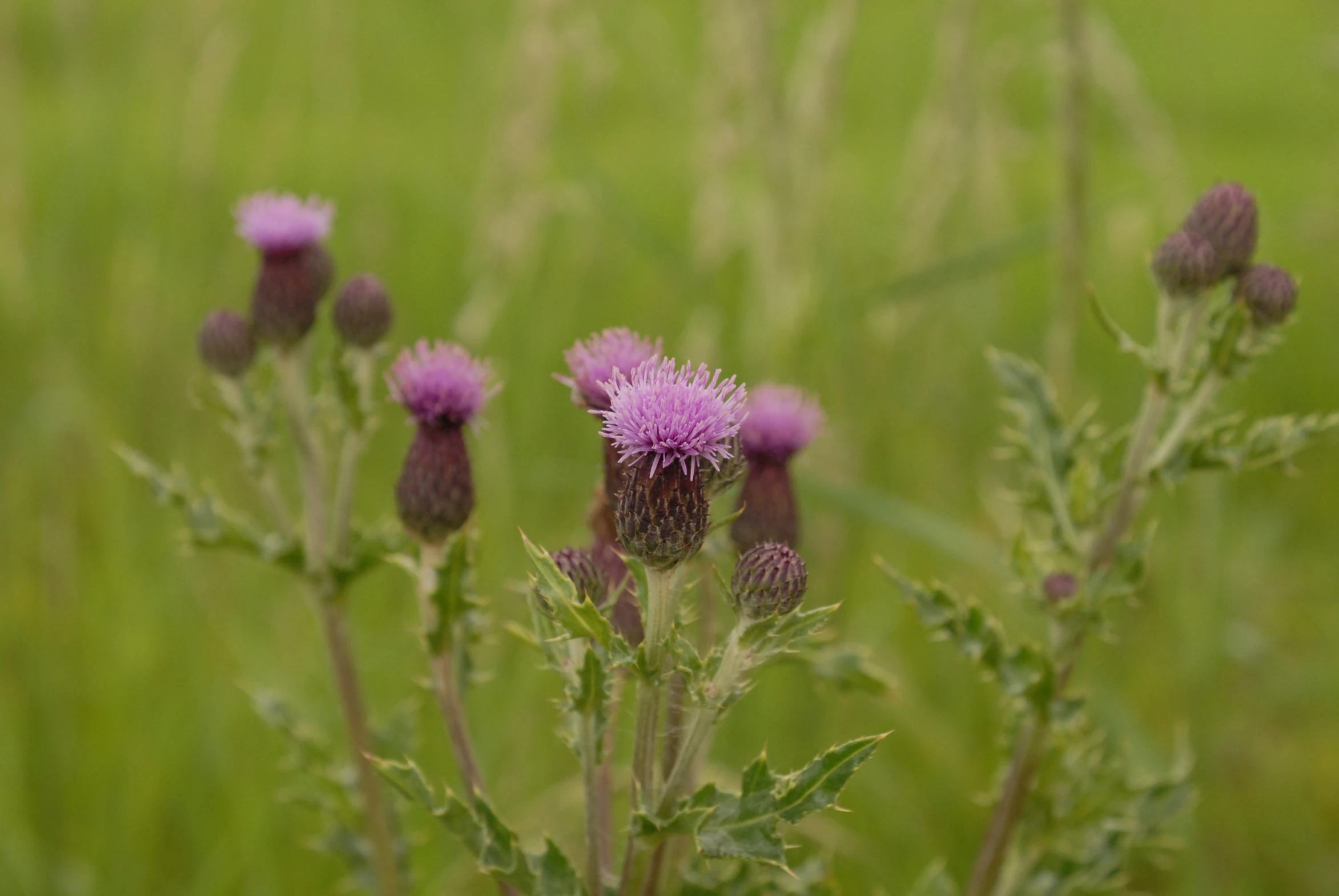 there is a purple thistle plant in the grass