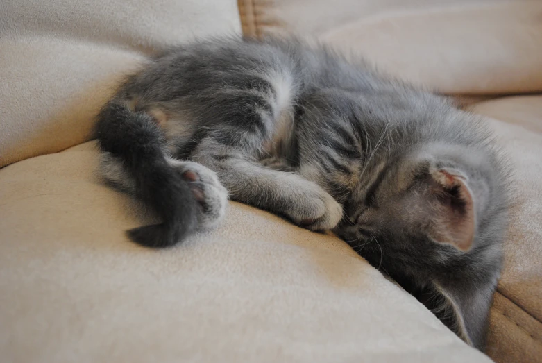 small gray cat curled up and sleeping on a couch