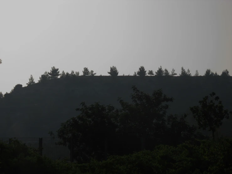 a plane flying over a large forest of trees