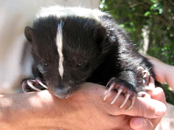 there is a hand that is holding a small animal