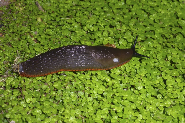 a slug crawling on a green plant