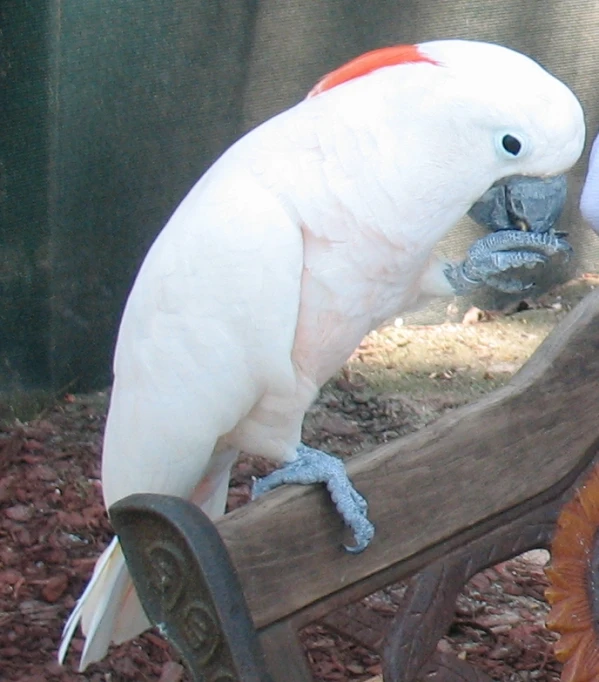 a white bird sitting on the end of a wooden bench