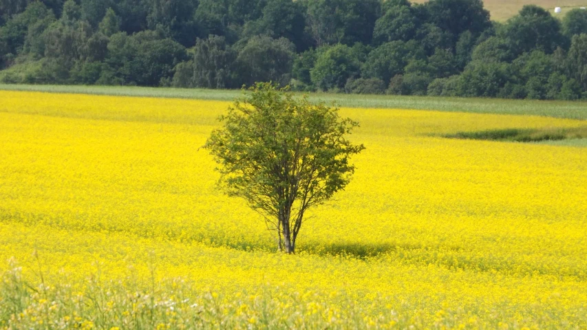 a lone tree standing in a field of yellow flowers