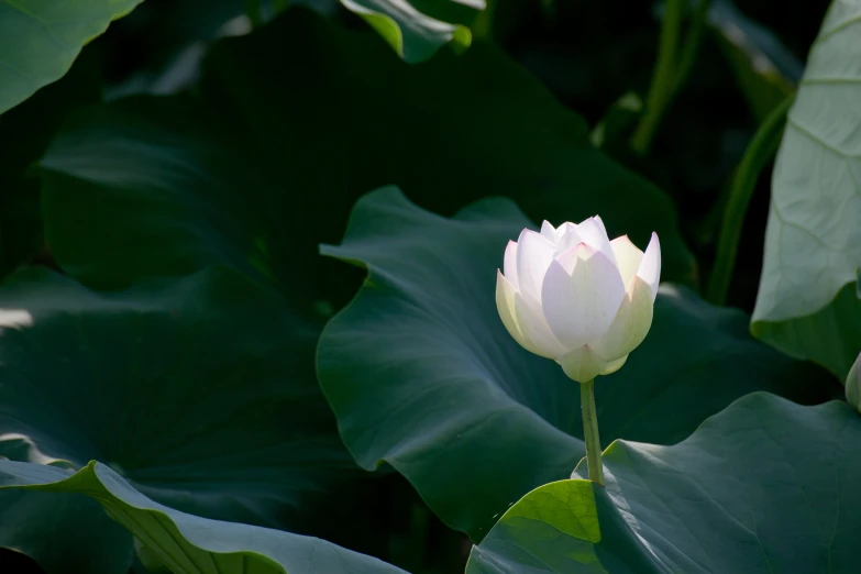 a white lotus flower in the middle of some leaves