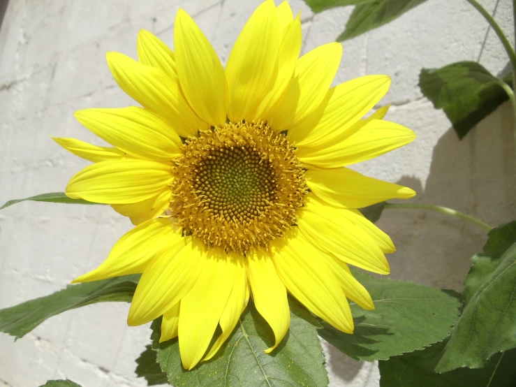 a large yellow sunflower that is in some sort of a pot