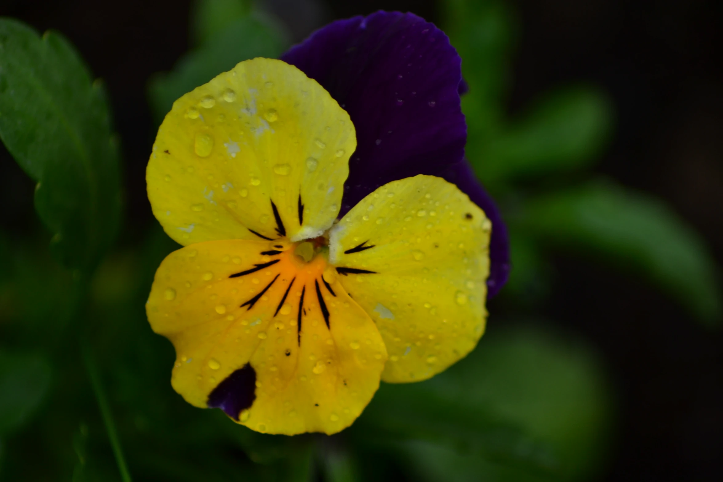 a yellow and purple flower with water droplets