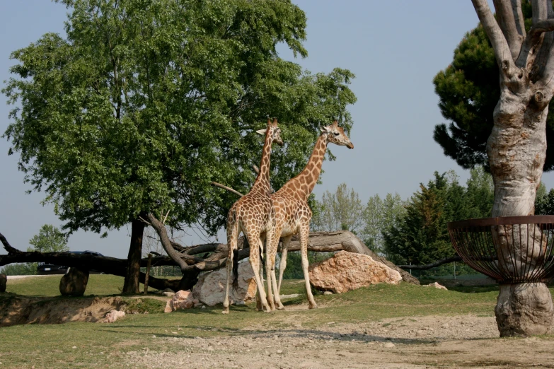 two giraffes standing in front of many trees