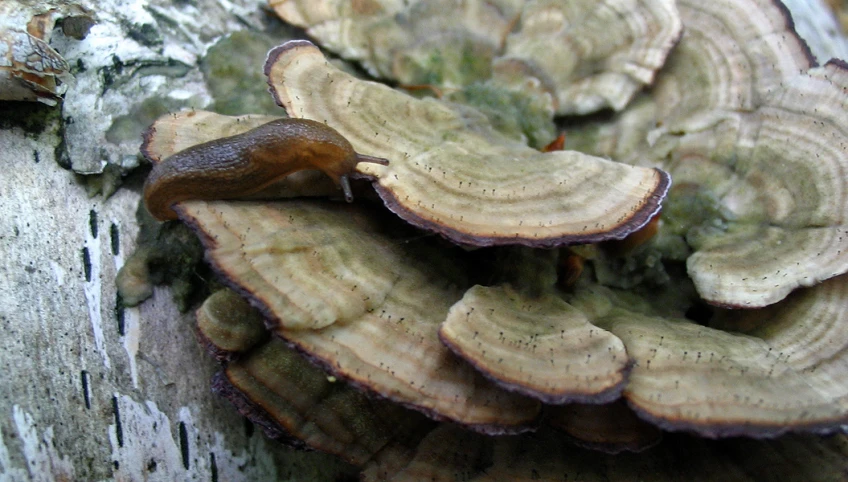 a mushroom sitting on top of a tree stump