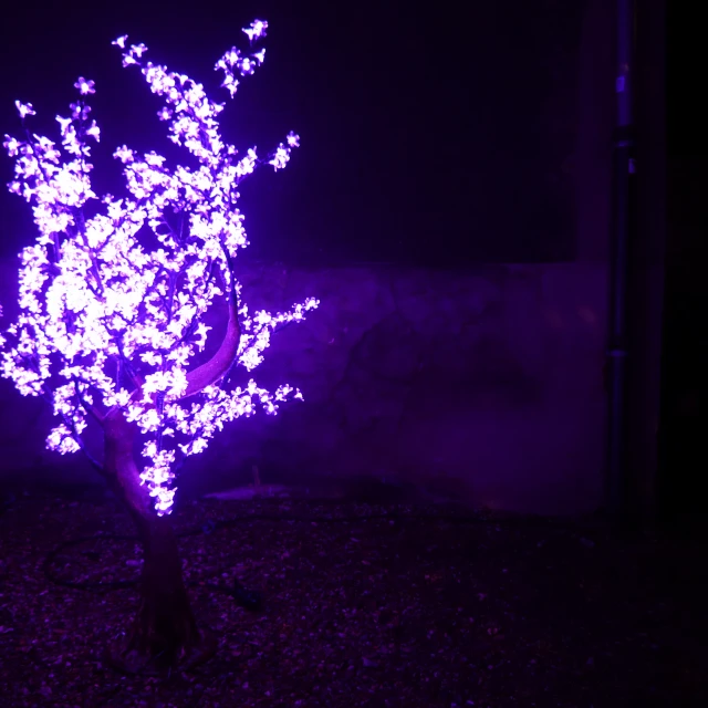 the illuminated tree is purple in the night time