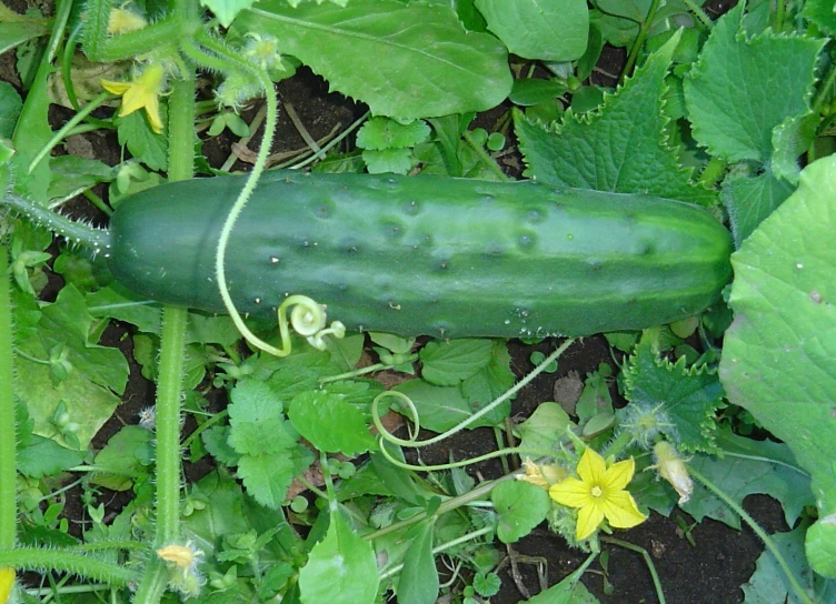 green cucumbers growing and waiting for their leaves to wilt