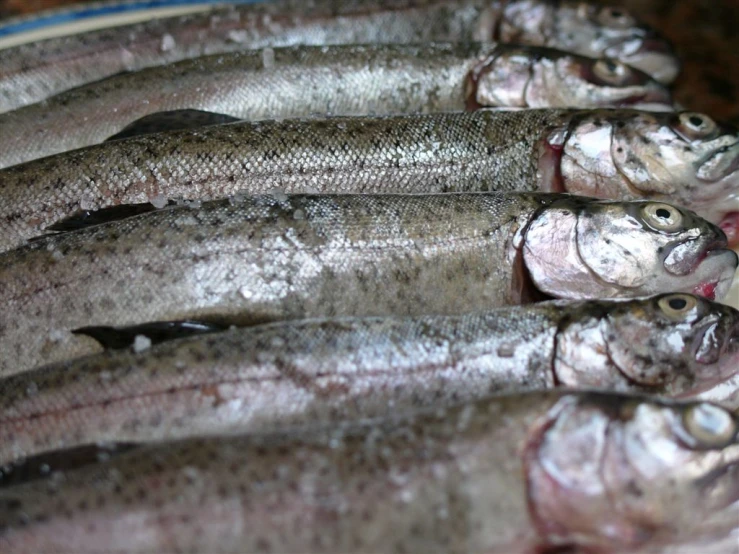 fresh fish being sold at a market in india